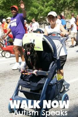 Even dogs walk for autism (well, technically roll)