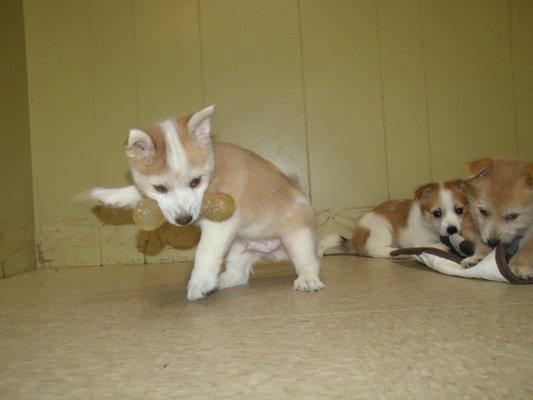 Hendrix is a cool Cava Inu pup always on the move, but never too busy to stop & enjoy a good back scratch. $906.25 cash(incl. tax&fees)