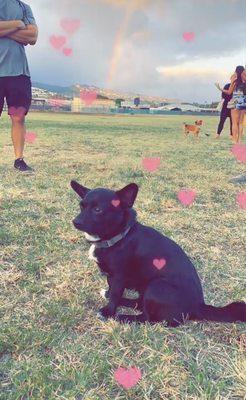 My baby boy's favorite dog park.