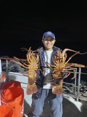 California spiny lobsters