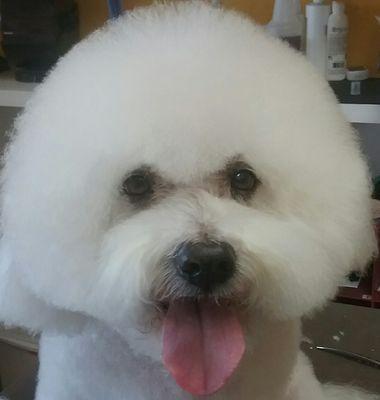 Patrick the Bichon Frise.