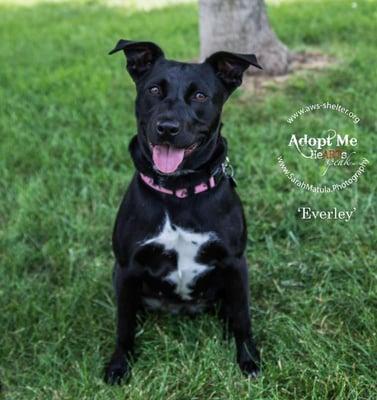 Everley is about a year old and came to us from another rescue. Everley gets along well with other dogs and has a regular friend she likes t