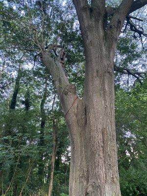 Dangerous and partially cut tree limb, no warning that it was dangerous to walk under.