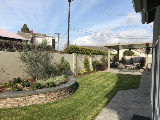 Most of the back yard, with a beautiful olive tree as the centerpiece.