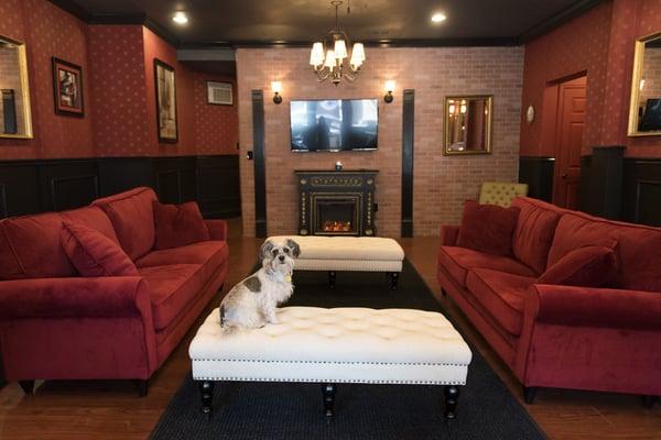 Executive Dog Lounge