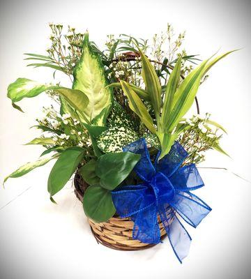 Basket planter with assorted house plants.
10" basket. Bow included