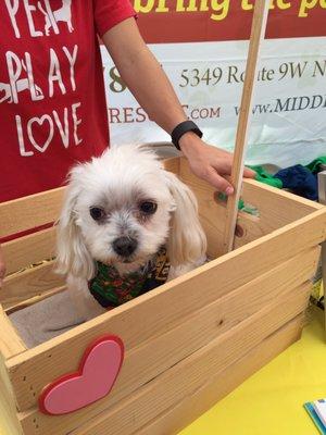 Doggy kissing booth