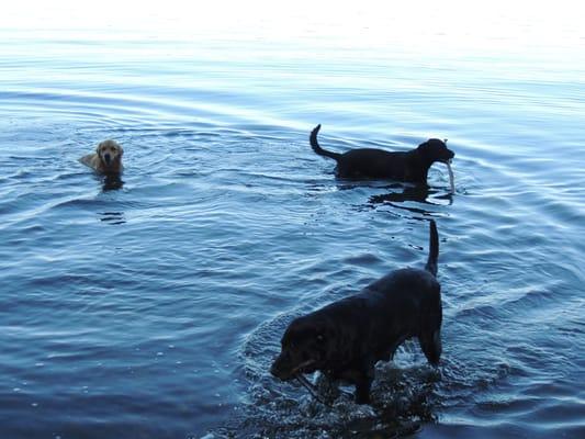 The cabins are dog friendly!