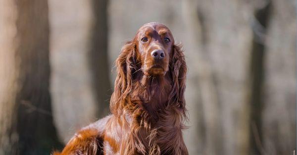 Irish Setter Dog