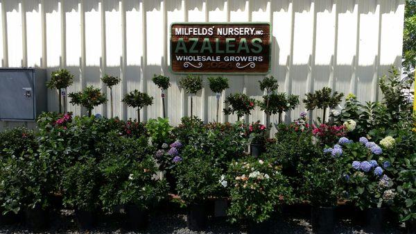 Milfelds Azalea Nursery