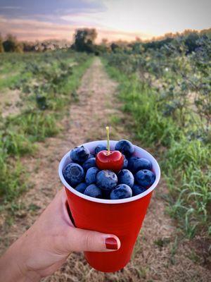 Best Organic Blueberries!