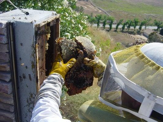 Bee Removal in Temecula Wine Country