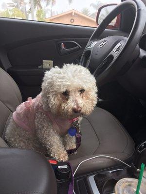 Lori my client's dog wants to drive!