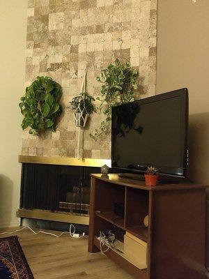 Hanging pothos for $12