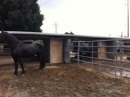 Two Friesians hanging out in the rainy weather!