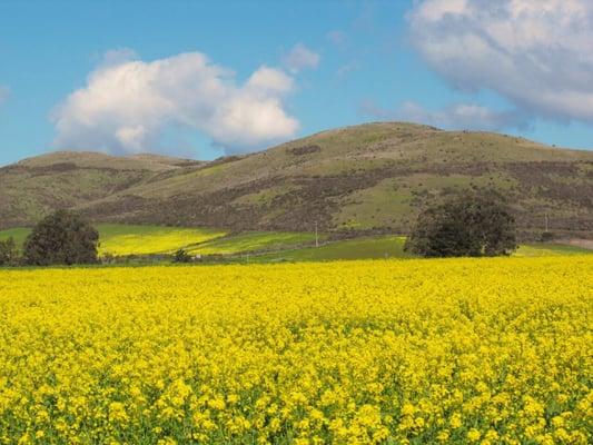 Yellow fields of flowers