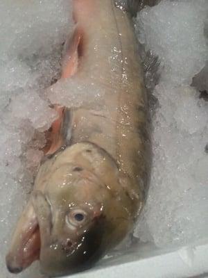 Artic char