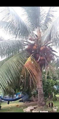 Coconut on Palm trees