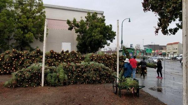 Boy Scouts Christmas Tree Lot