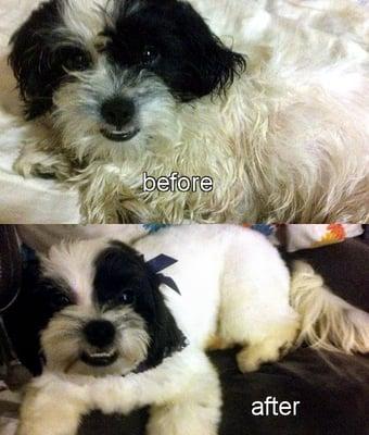 Before: matted mess.  After: sweet smelling pretty puppy!