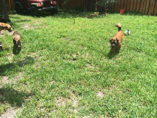 Larger Dogs @camp enjoying fenced in play-yard