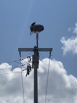 Osprey nest