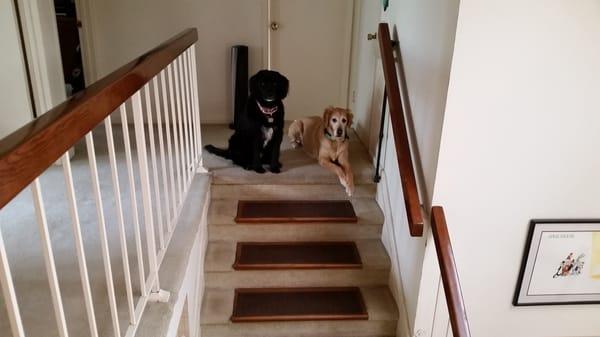 Our original stairs...hey, there's Zeppelin and Juno!!!