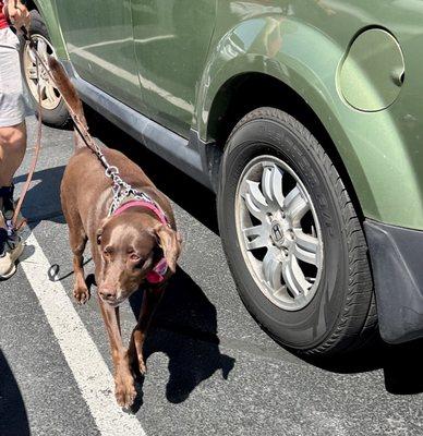 Molly loves  Tractor Supply bones and they gave her a treat!!