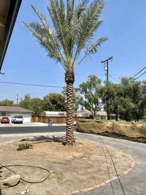 Stunning Majool Palm....sure to do well since we're turning into Egypt here...