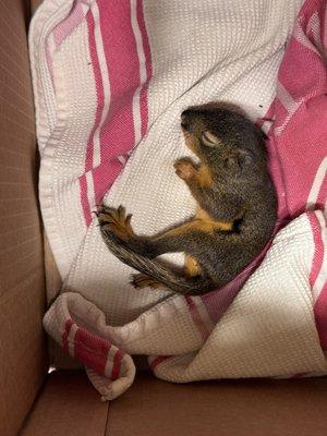 Smokey the baby Douglas squirrel. A protected NW species I rescued her from a cat that had caught her.