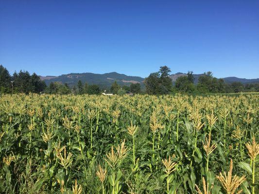 Corn fields