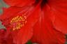 Photo of Red Hibiscus T.