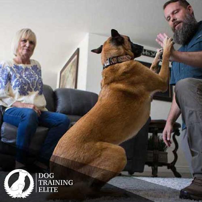 Dog Training Elite South Miami